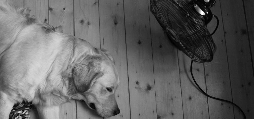 Dog laying on wood floor in front of fan