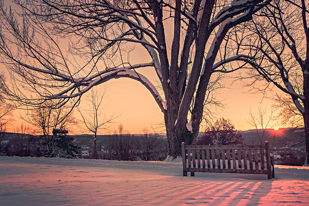 Tree and Park bench covered in snow