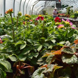 Close up shot of plants in a greenhouse